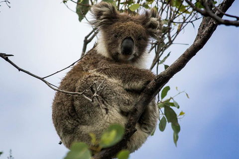 Phillip Island And French Island Wildlife Expedition - Surfers Gold Coast 3