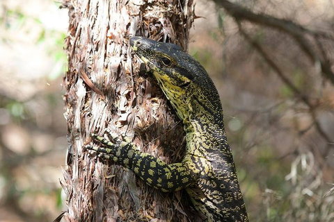 Byron Bay Hinterland Tour Including Rainforest Walk To Minyon Falls - Surfers Gold Coast 1