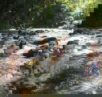 Daintree Rainforest Cape Tribulation Mossman Gorge Small-Group Day Tour - Surfers Gold Coast