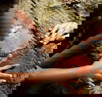 Ngana Julaymba Dungay - Full Day - Surfers Gold Coast