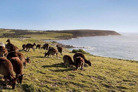 Kangaroo Island Personal Group Tours - Surfers Gold Coast 0