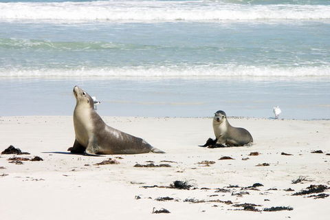 Kangaroo Island Personal Group Tours - Surfers Gold Coast 3