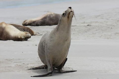Kangaroo Island Personal Group Tours - Surfers Gold Coast 4