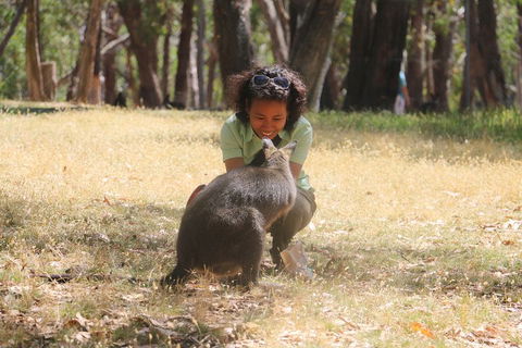 Cleland Wildlife Park Tour From Adelaide Including Mount Lofty Summit - Surfers Gold Coast 1