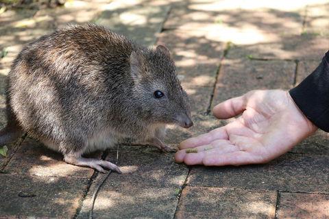 Cleland Wildlife Park Tour From Adelaide Including Mount Lofty Summit - Surfers Gold Coast 2