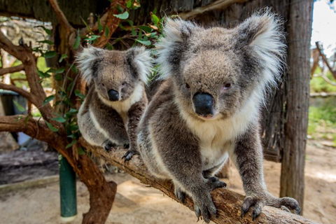 Cleland Wildlife Park Tour From Adelaide Including Mount Lofty Summit - Surfers Gold Coast 3