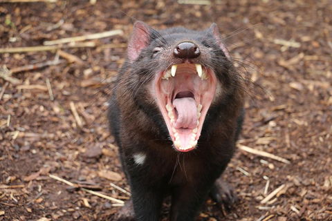 Cleland Wildlife Park Tour From Adelaide Including Mount Lofty Summit - Surfers Gold Coast 4