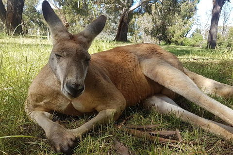 Cleland Wildlife Park Tour From Adelaide Including Mount Lofty Summit - Surfers Gold Coast 5