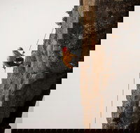 100 Metre Abseil Mount Wellington Hobart - Surfers Gold Coast