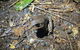 Evening Rainforest & Glow Worm Experience - thumb 1