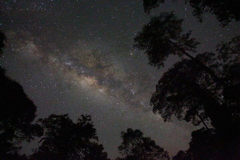 Evening Rainforest & Glow Worm Experience - Surfers Gold Coast 4