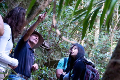 Natural Bridge & Springbrook Waterfalls Tour - Surfers Gold Coast 4
