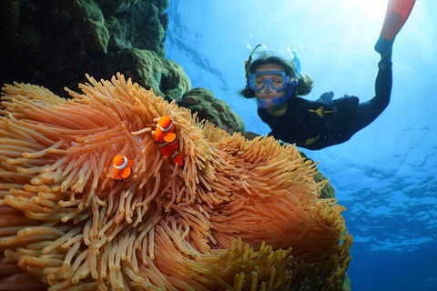Silversonic Outer Great Barrier Reef Dive And Snorkel Cruise From Port Douglas - Surfers Gold Coast 3