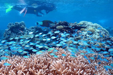 Silversonic Outer Great Barrier Reef Dive And Snorkel Cruise From Port Douglas - Surfers Gold Coast 5