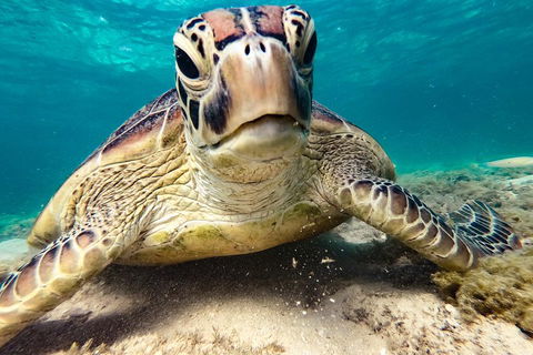 Sail, Snorkel, SUP & Kayak Charter Whitsundays - Surfers Gold Coast 0