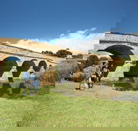 Bonorong Wildlife Park and Richmond Afternoon Tour from Hobart - Surfers Gold Coast