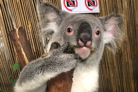 Kuranda Tour Deluxe Course With Kuranda 3 Zoos Or Free Course - Surfers Gold Coast 0