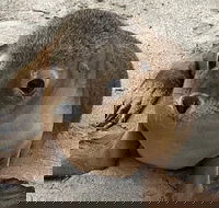 Kangaroo Island Scenic Trail Tour