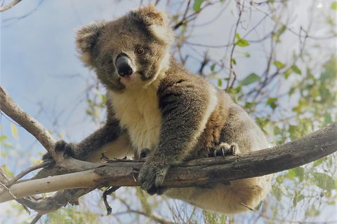Kangaroo Island Scenic Trail Tour - Surfers Gold Coast 2