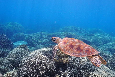 Calypso Outer Great Barrier Reef Cruise From Port Douglas - Surfers Gold Coast 2
