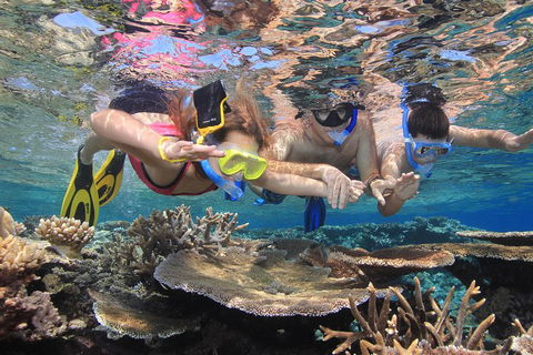 Calypso Outer Great Barrier Reef Cruise From Port Douglas - Surfers Gold Coast 3