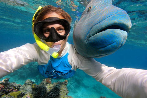 Calypso Outer Great Barrier Reef Cruise From Port Douglas - Surfers Gold Coast 5