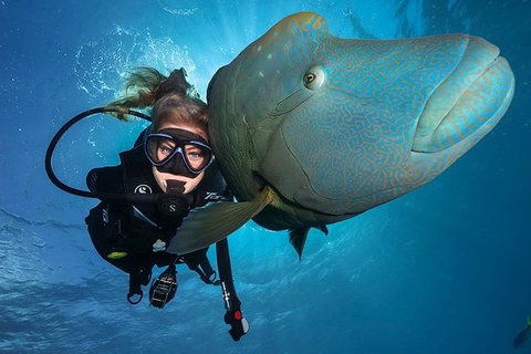 Great Barrier Reef Snorkeling And Diving Cruise From Cairns - Surfers Gold Coast 0