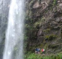 Springbrook National Park Discovery Full-Day Bushwalking Tour - Surfers Gold Coast