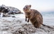 Rottnest Island All-Inclusive Grand Island Tour From Fremantle - thumb 2