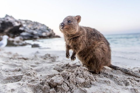 Rottnest Island All-Inclusive Grand Island Tour From Fremantle - Surfers Gold Coast 2