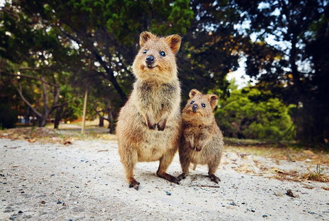 Rottnest Island All-Inclusive Grand Island Tour From Fremantle - Surfers Gold Coast 5