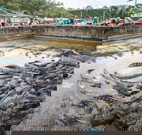 Hartley's Crocodile Adventures Day Trip from Palm Cove - Surfers Gold Coast