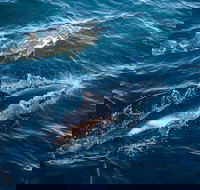 Sydney Whale-Watching Cruise - Surfers Gold Coast