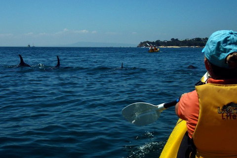 Mornington Peninsula Kayak Coastline Tour Of Dolphin Sanctuary - Surfers Gold Coast 0