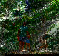 Full Day Daintree Rainforest and Mossman Gorge Tour - Surfers Gold Coast