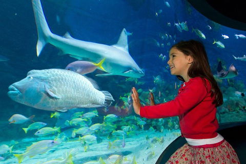 SEA LIFE Melbourne Aquarium Admission Ticket - Surfers Gold Coast 1