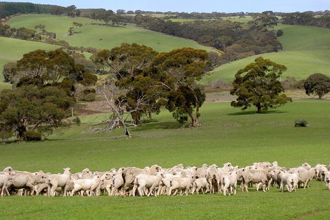 Kangaroo Island Luxury Small Group 'Island Life' Full Day Tour - Surfers Gold Coast 1