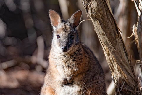 Kangaroo Island Luxury Small Group 'Island Life' Full Day Tour - Surfers Gold Coast 3