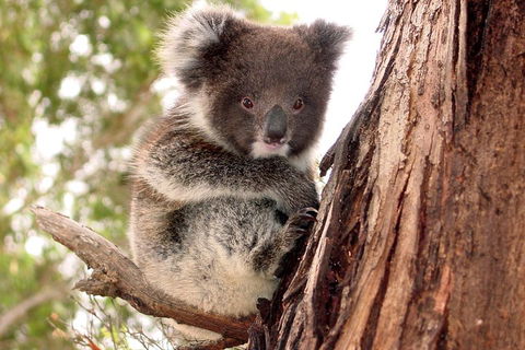 Kangaroo Island Luxury Small Group 'Island Life' Full Day Tour - Surfers Gold Coast 4