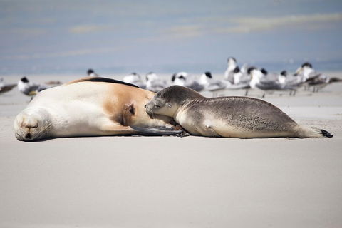 Kangaroo Island Luxury Small Group 'Island Life' Full Day Tour - Surfers Gold Coast 5