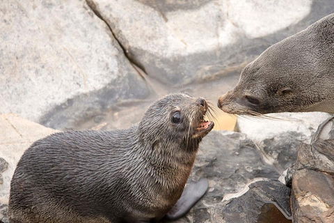 Kangaroo Island Luxury Small Group 'Flinders Chase Focus' Full Day Tour - Surfers Gold Coast 2