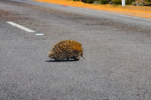 Kangaroo Island Luxury Small Group 'Flinders Chase Focus' Full Day Tour - Surfers Gold Coast 3