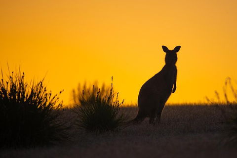 Kangaroo Island Luxury Small Group 'Flinders Chase Focus' Full Day Tour - Surfers Gold Coast 5