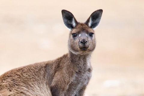 Kangaroo Island Luxury Small Group 'East End Explorer' Full Day Tour - Surfers Gold Coast 1