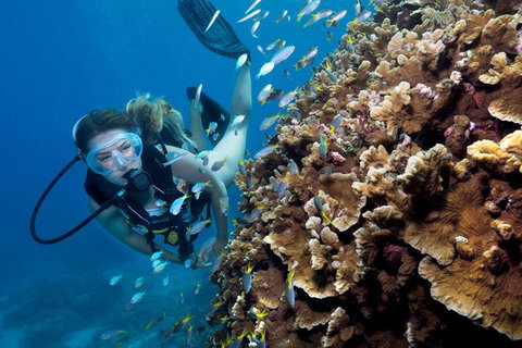 Great Barrier Reef Diving And Snorkeling Cruise From Cairns - Surfers Gold Coast 1