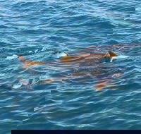 Roebuck Bay Snubfin Dolphin Cruise - Surfers Gold Coast