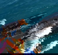 AOC Whale Watching from Broome - Surfers Gold Coast