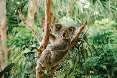 Full-Day Small-Group History And Heritage Tour Of Brisbane City - Surfers Gold Coast 2