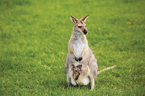 Full-Day Small-Group History And Heritage Tour Of Brisbane City - Surfers Gold Coast 4