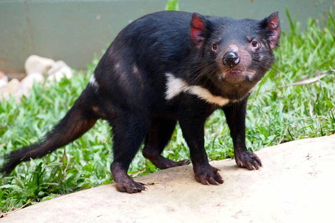 Kuranda Highlights Including Rainforestation Aboriginal Culture And Wildlife - Surfers Gold Coast 3